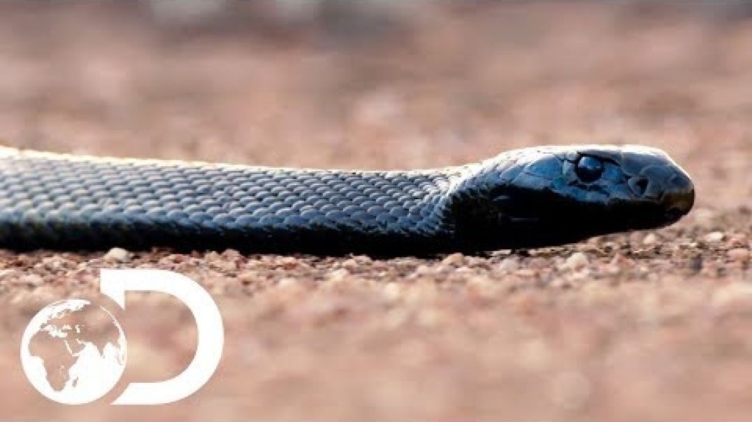⁣The Most Venomous Snakes in the World - Modern Dinosaurs