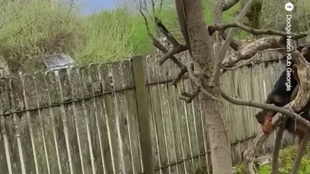 A Rottweiler climbs a tree